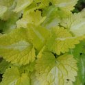 Lamium maculatum 'Gold Nuggets'